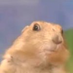 Side Eye Chipmunk