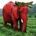 Strawberry Elephant