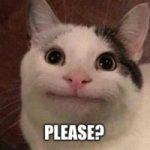 pls polite cat