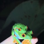 Frog meme