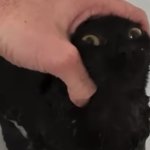 Kitty grab