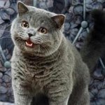 Do not, under any circumstances, give weapons grade uranium to the cat | Can I has 90% enriched uranium | image tagged in i can has cheezburger cat | made w/ Imgflip meme maker