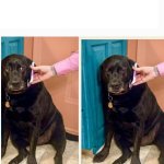 Dog phone cringe