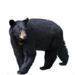 Black bear