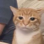 Kitty of Disappointment template