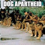 dogs and cat | dog Apartheid | image tagged in dogs and cat | made w/ Imgflip meme maker
