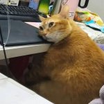 cat tired on desk