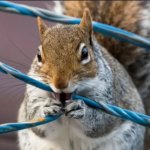 hehe squirrel
