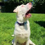 Screaming Dog meme