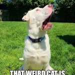 Aaaaaaaaaaaaahhhhhhhhhhhhh!!!!!!!!!!!!! | MOOOOOOOOOOOOOM!!!!!!!!!!!!! That weird cat is back again!!!!!!!!!!!!! | image tagged in screaming dog,dogs,dog,funny dogs,screaming,help | made w/ Imgflip meme maker