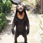 Sun bear
