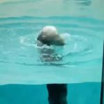 Spin otter GIF Template