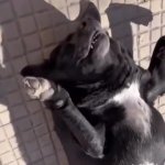 Dog nap GIF Template