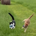 Ninja kitties