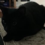 Kitty :3 meme