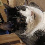 Realization Cat