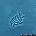 bacteria GIF Template