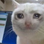 Crying cat