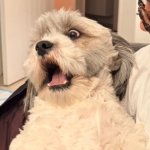 Screaming Dog