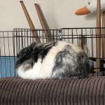 bunny bread