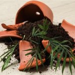 Broken clay flower pot