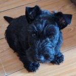 New Puppy Day