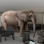 elephant in the room