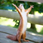 Celebrating Squirrel