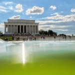 Donald Trump's Reflecting Pool Swamp meme