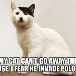 Broooos?! | My cat can’t go away the house, I fear he invade Pologne | image tagged in hitler cat,bros,fun,cat,hitler,meme | made w/ Imgflip meme maker