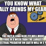 an adult dragonfly will eat up to 2000+ insects a week, a polar bear eats 700 seals in 5 years | you know what really grinds my gears? the fact a long blue fly will more food in a week than the largest terrestrial predator on earth will in 5 years | image tagged in memes,peter griffin news | made w/ Imgflip meme maker