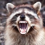 Racoon scream