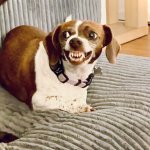 Gremlin Pup