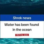 Shkrek news