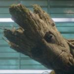 groot meme