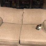 small cat on big couch