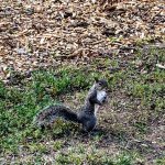 Squirrel Distraction