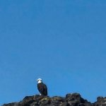 Bird rock bald eagle probably