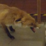 Fox scream