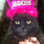 Fatcat princess