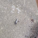 Screw Loose