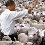 obama sheep meme