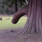 penis tree