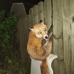 Fox stuck in fence
