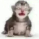 cat cry