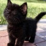 Happy kitten meme