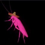 Lacucaracha buggo
