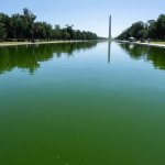 Green pool