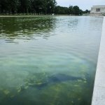 Reflecting Pool Fail