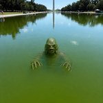 swampy pool